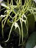 Brassia arcuigera